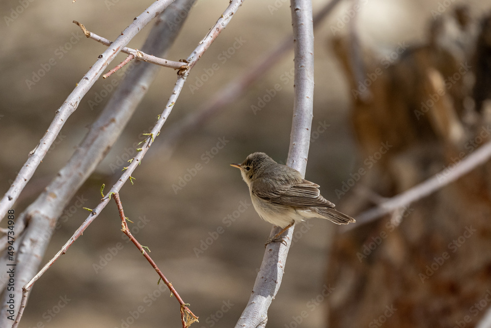 Fototapeta premium Eastern Olivaceous Warbler (Iduna pallida), Jordan.