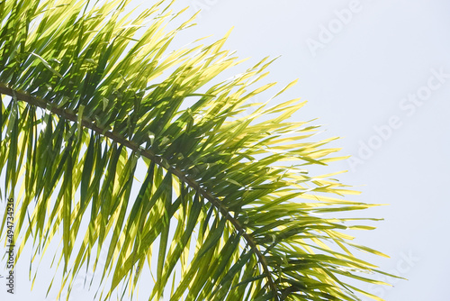 close up Foxtail Palm , Wodyetia bifurcata Irvine. photo