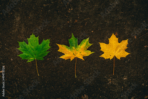 Phases of leaf aging and loss of color and chlorophyll from green to yellow photo
