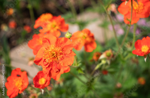 orange avens flowers in the garden © Наталья Жукова