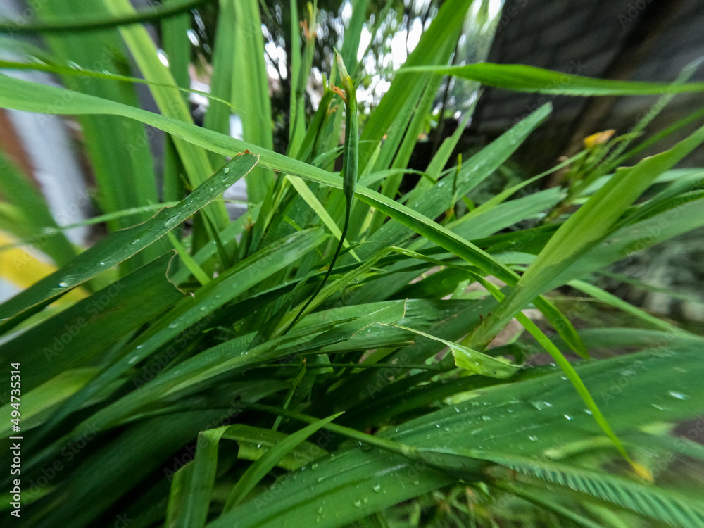A clump of yellow iris flowers, green leaves with pointed blades, as decoration on the veranda of the house A clump of yellow iris flowers, green leaves with pointed blades, as decoration on the veranda of the house