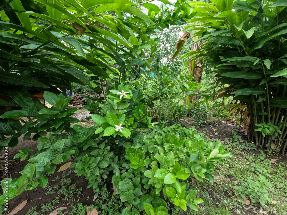 Lime tree with small white flowers with yellow pistil tips, in the middle of the garden