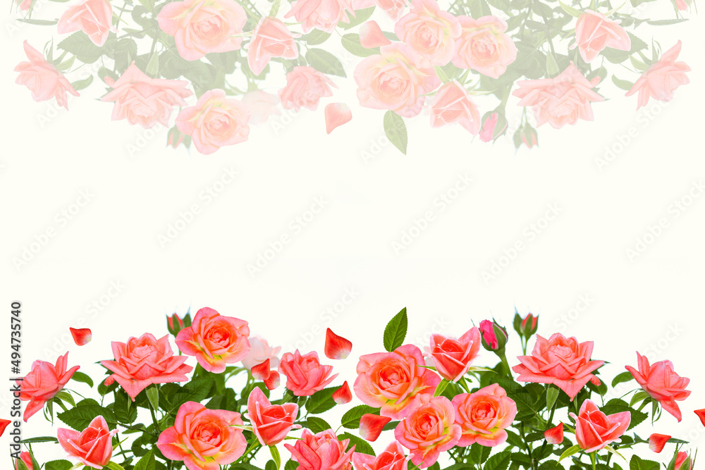 Five roses on a white background. floral background