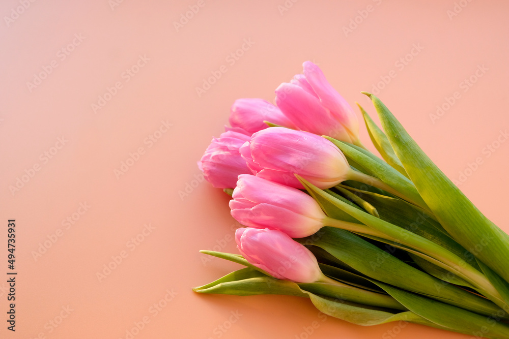 Beautiful delicate top bouquet of live spring pink tulips on a pink background. The concept of flowers for the holiday. Greeting card.
