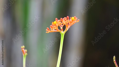 Jatropha podagrica (Also called Jarak bali, jarak batang gajah, Gout Plant, Gout Stalk) flower. This plant is used as an analgesic, tonic, aphrodisiac, purgative, laxative, snakebite, gout etc photo