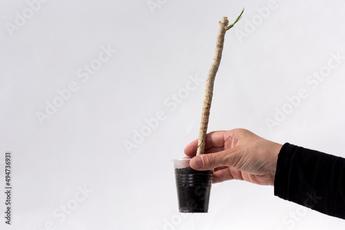 Woman hand holding rooted dracaena cutting in pot after renew on white background photo