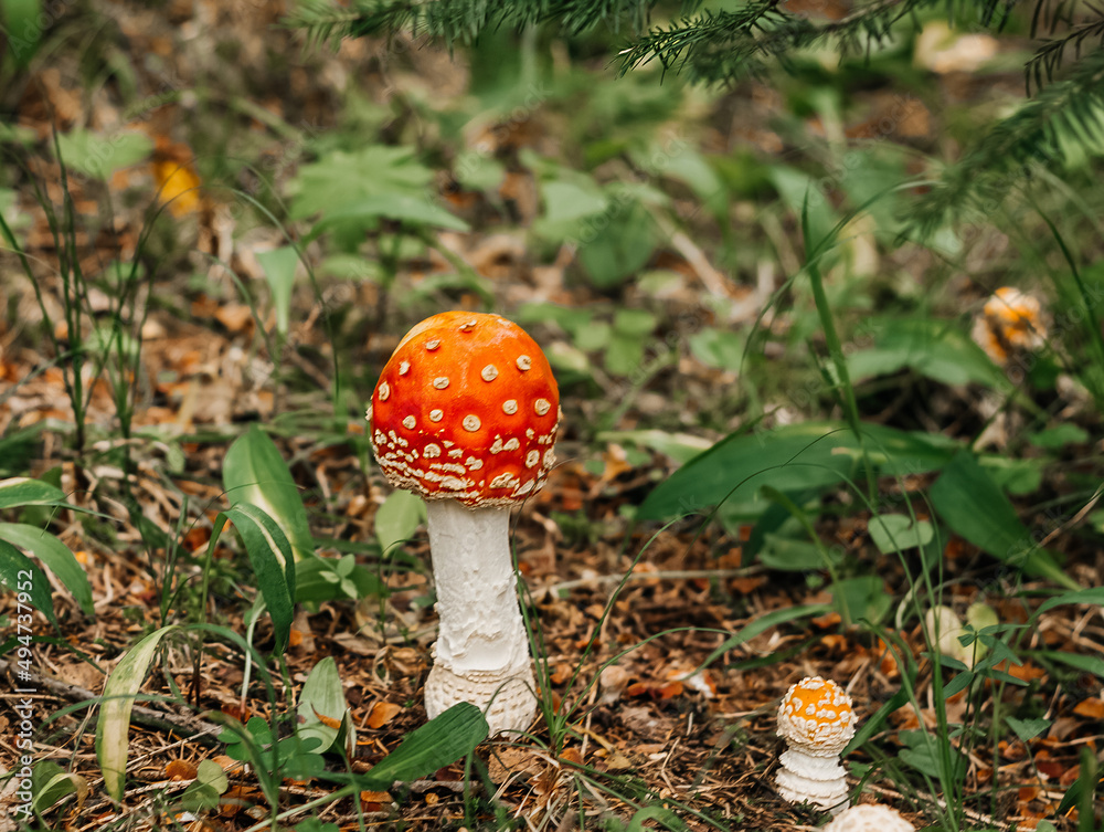 Family of fly agaricin the forest. A red mushroom cap with white specks. Family of fly agaricin the forest. A red mushroom cap with white specks.