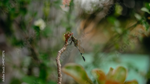 red dragonfly on a branch