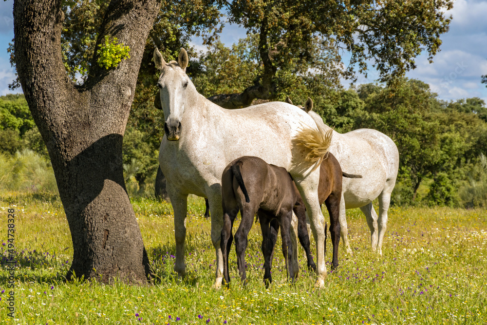 horse horse