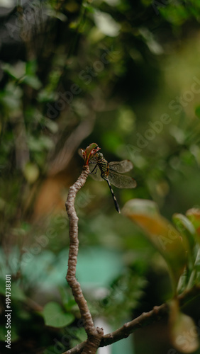 dragonfly on a tree