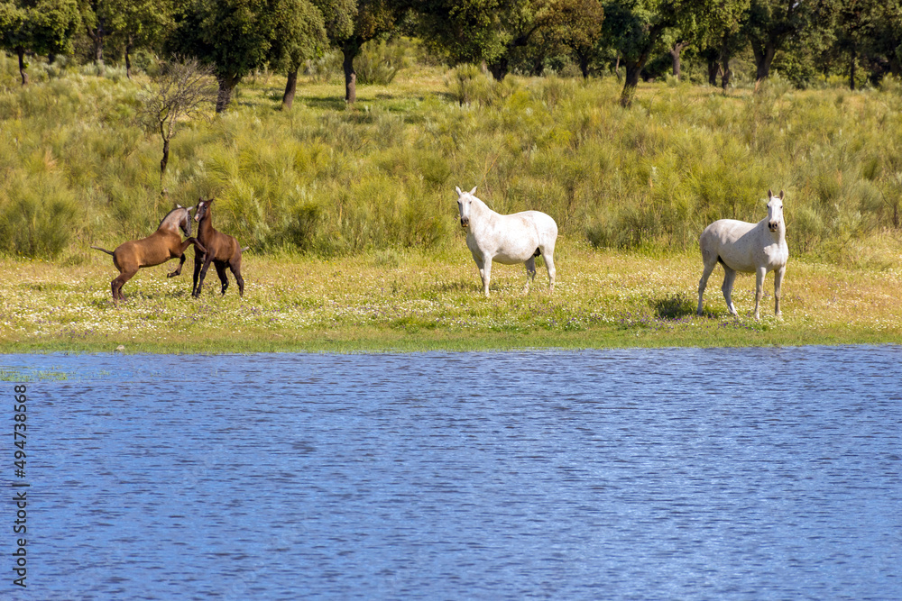 Obraz premium horse