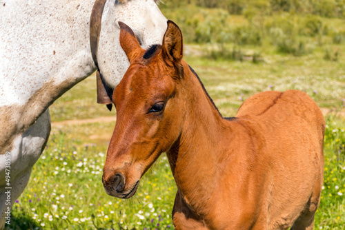 horse