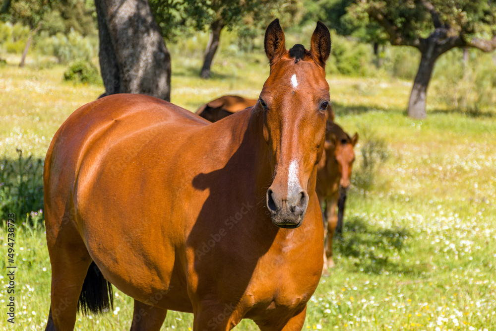 Fototapeta premium horse