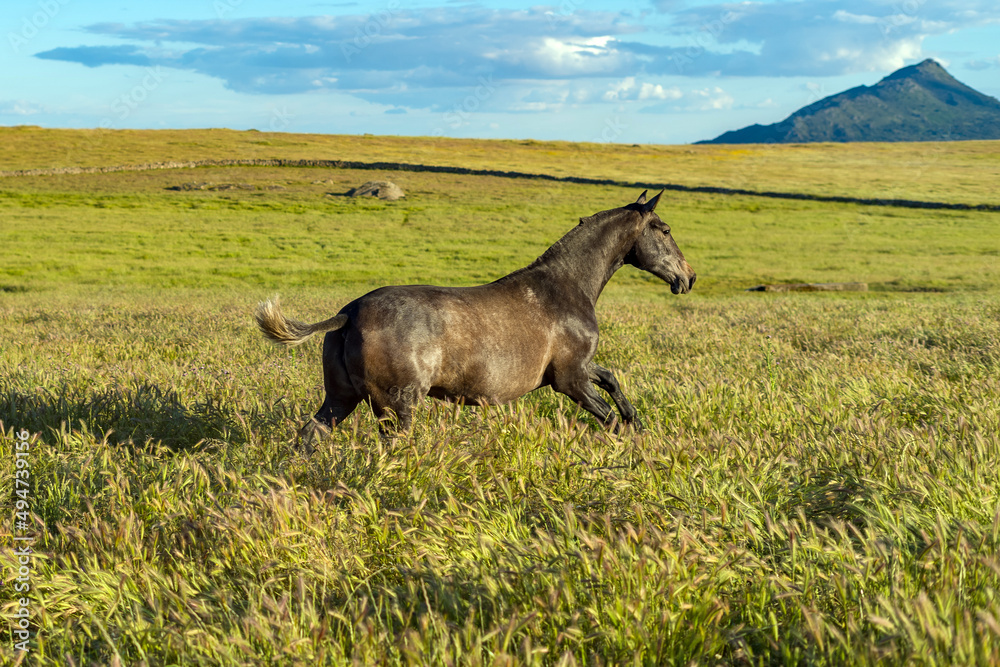 Fototapeta premium horse