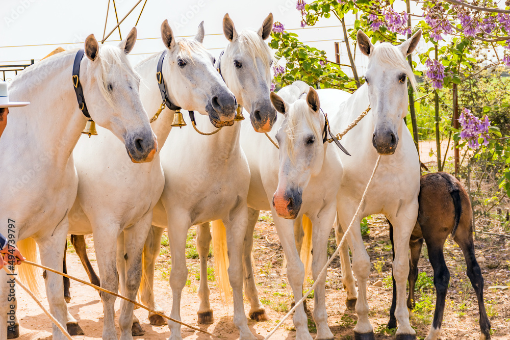 Obraz premium horse