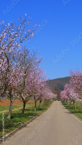 Allee mit rosa blühende Mandelbäumen in der Pfalz © turtles2