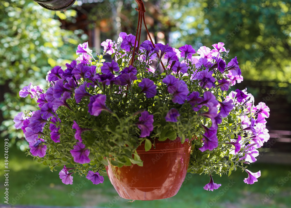 A large group of bright lilac flowers of petunia axilla in a pot, with a blurred background in the garden under the roof of the house on a sunny summer day. Selective focus.