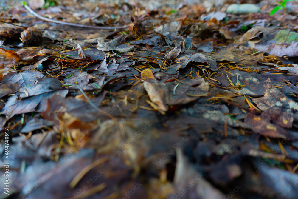 Old decaying leaves covering up a yard mixed with tree fragments and sticks. Old decaying leaves covering up a yard mixed with tree fragments and sticks.