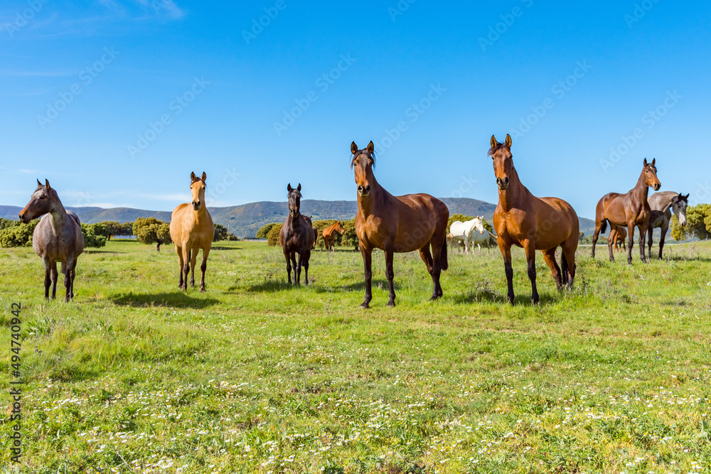 horse