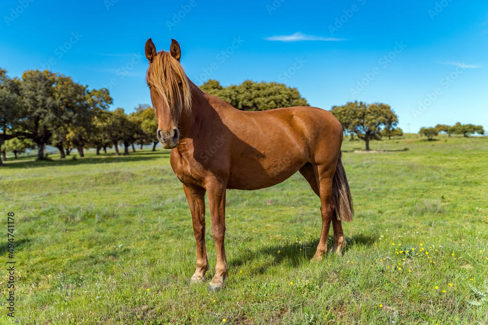 Fototapeta premium horse
