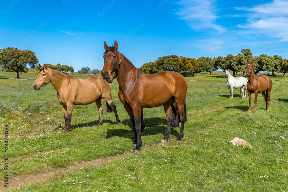 horse horse