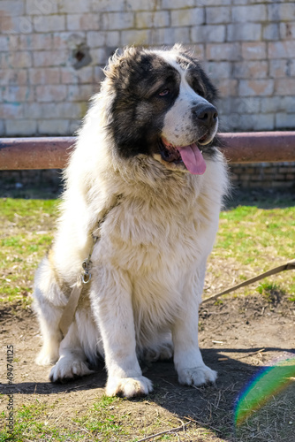 White Central Asian Shepherd without a muzzle. Guard breed, loyal dog. Working with a cynologist, natural colors. Alabay, Kagal. dog walking, shepherd dog, cynology, zootechnics, cynologist photo