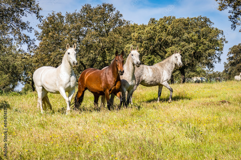 horse horse