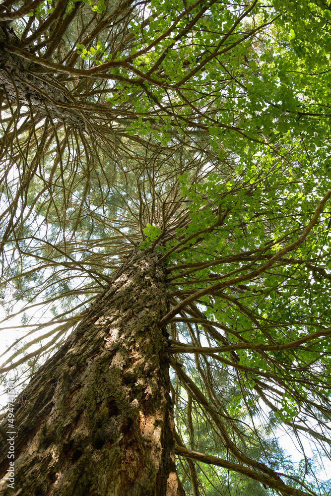 Fototapeta premium Sequoia sempervirens (Coast redwood) in botanical garden