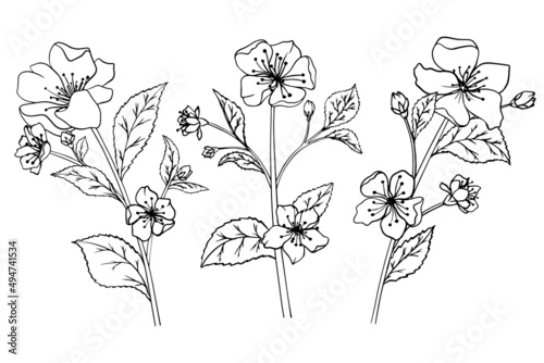 Branches of cherry blossoms with leaves. Sketch sakura flowers.