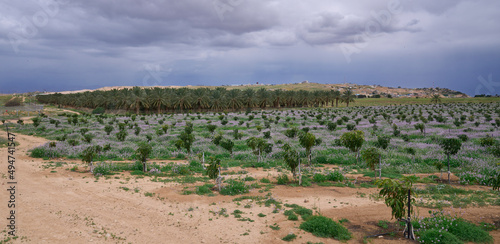 Field with seedlings nearby Mevo'ot Yericho, small Israeli settlement and a farming community located in the West Bank's southern Jordan Valley north of Jericho. Date palms at a background.