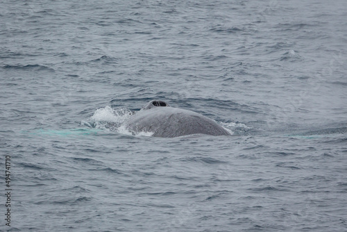 Ein riesiger Buckelwal taucht an der Wasseroberfläche des Südpolarmeeres in der Antarktis auf, um vor dem nächsten Tauchgang mit seinem Blasloch Luft zu holen photo