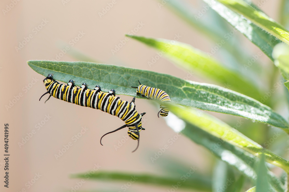 Monarch Caterpillar Playing

