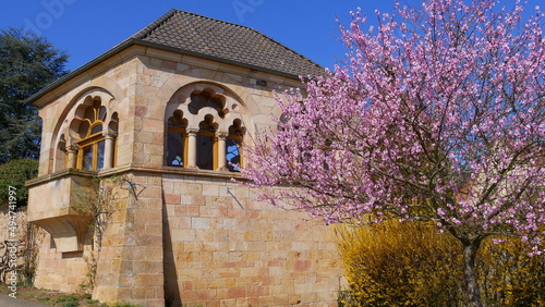 Schönes Weingut in der Pfalz mit blühendem rosa Mandelbaum und gelben Forsythien