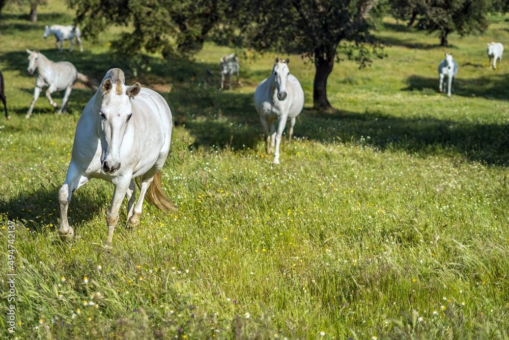 Fototapeta premium horse