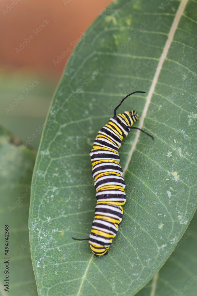 Naklejka premium Monarch Caterpillar 