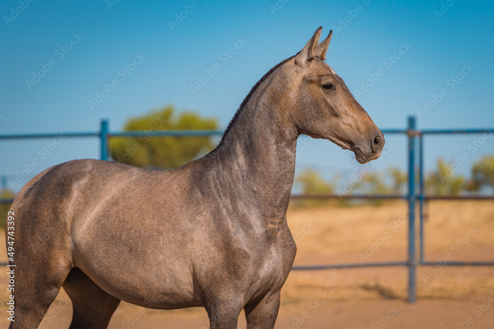 Obraz premium horse