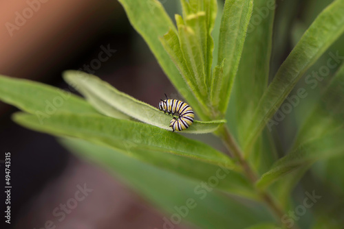 Monarch Caterpillar
