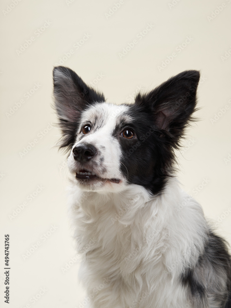 Border Collie dog on a beige background. Funny pet in the studio Border Collie dog on a beige background. Funny pet in the studio