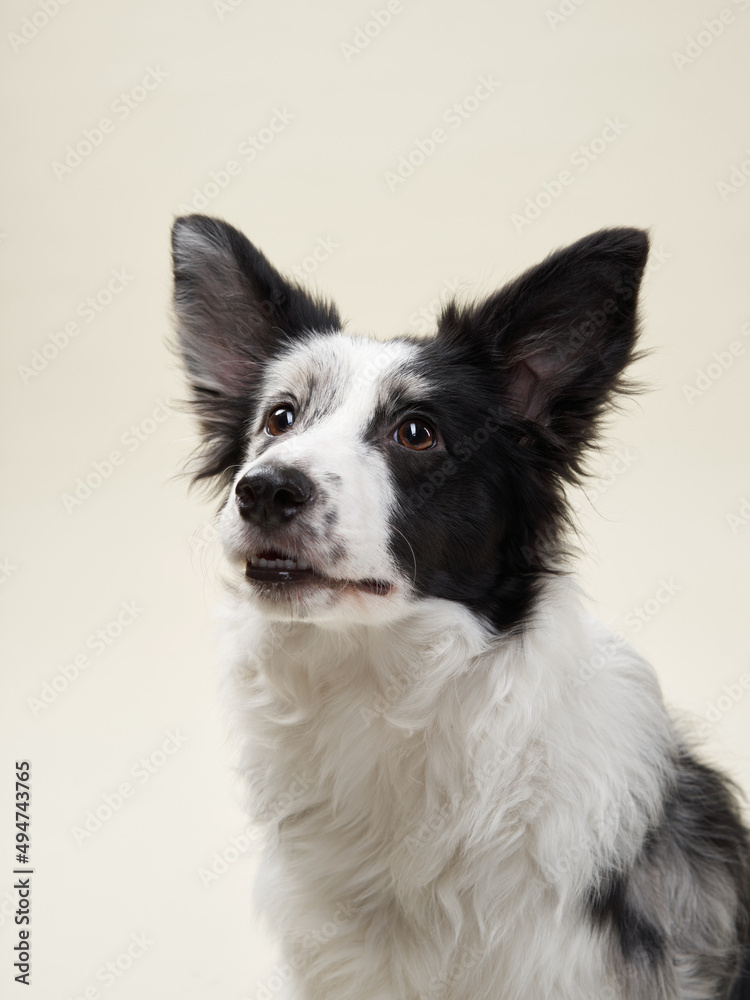 Border Collie dog on a beige background. Funny pet in the studio