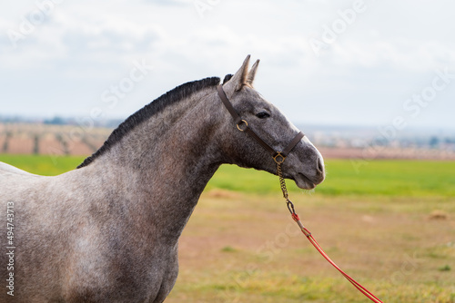 spanish horse