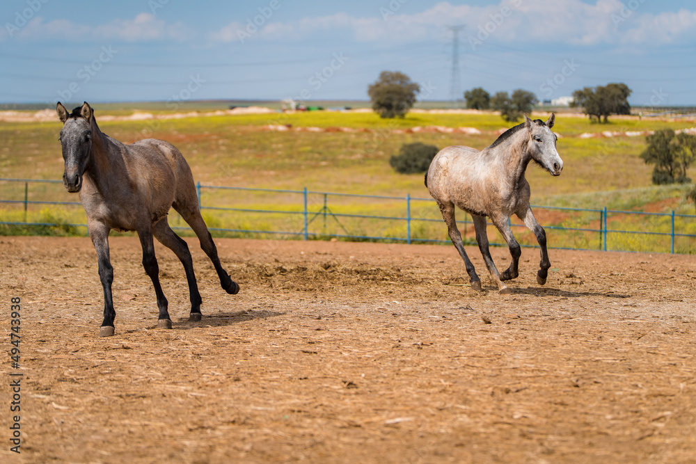 Obraz premium spanish horse