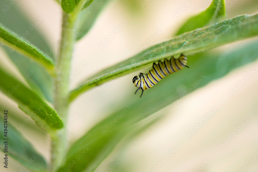 Monarch Caterpillar Baby
