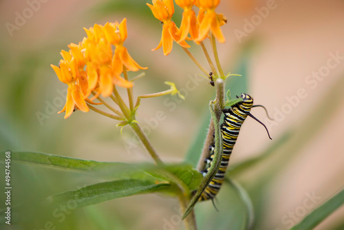 Monarch Caterpillar 