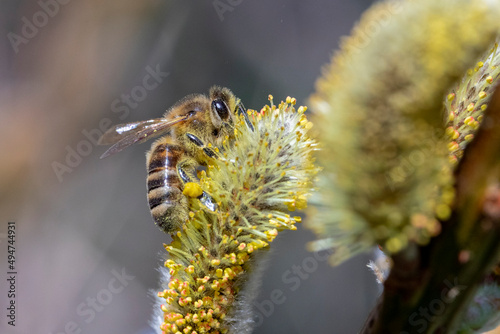 Biene sammelt Honig © scaleworker