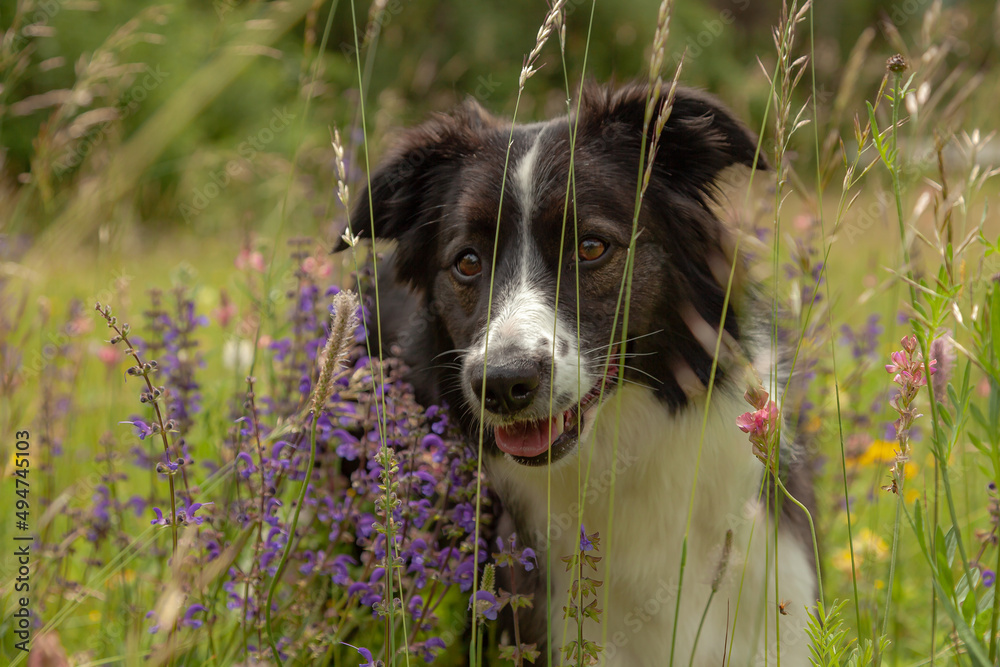 Naklejka premium A portrait of a lovely young black and white Border Collie, standing in a meadow, surrounded by grass and colorful flowers.