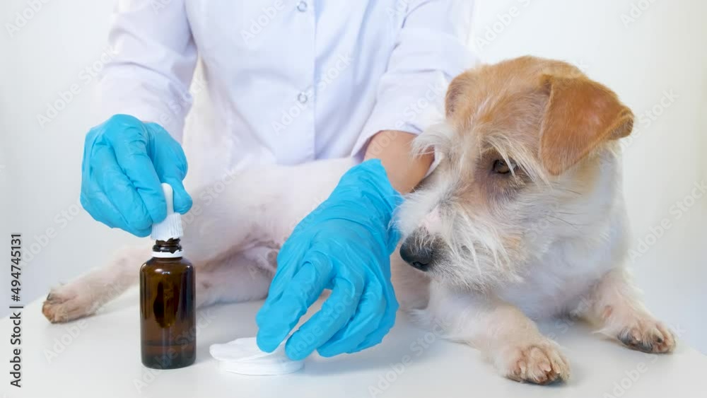 Grooming procedure in the salon. The veterinarian takes eye drops. The dog is on the table. White background Grooming procedure in the salon. The veterinarian takes eye drops. The dog is on the table. White background