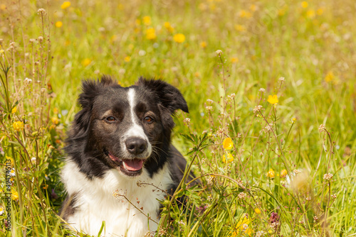 Border Collie dog lying in a meadow among colorful flowers on a sunny day. #494745113