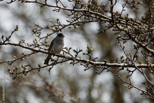 Eurasian blackcap, Sylvia atricapillav