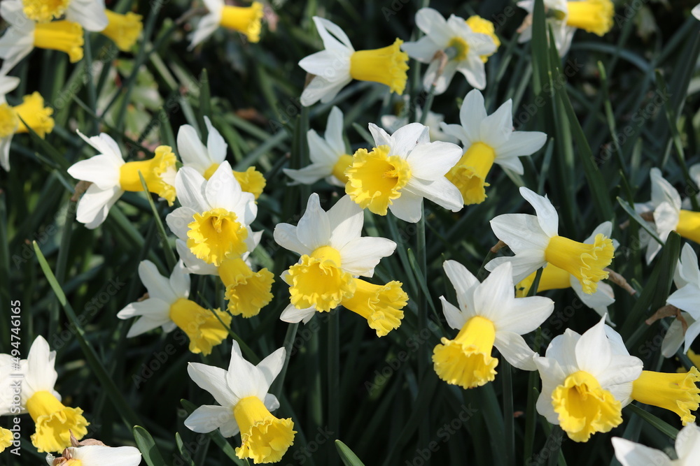 Obraz premium Full frame spring time image of bright yellow daffodils and foliage