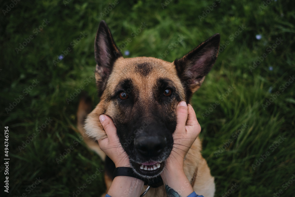 To hold with both hands happy muzzle of German Shepherd sitting in green grass. Owner touches and strokes dog. The love and devotion of four-legged human friend is visible in the eyes.
